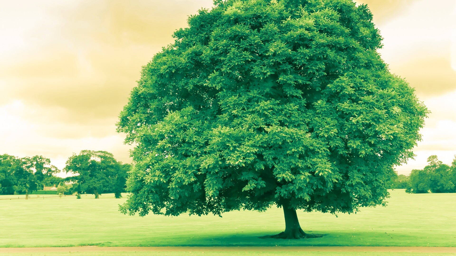 Зеленое ирландское дерево обои