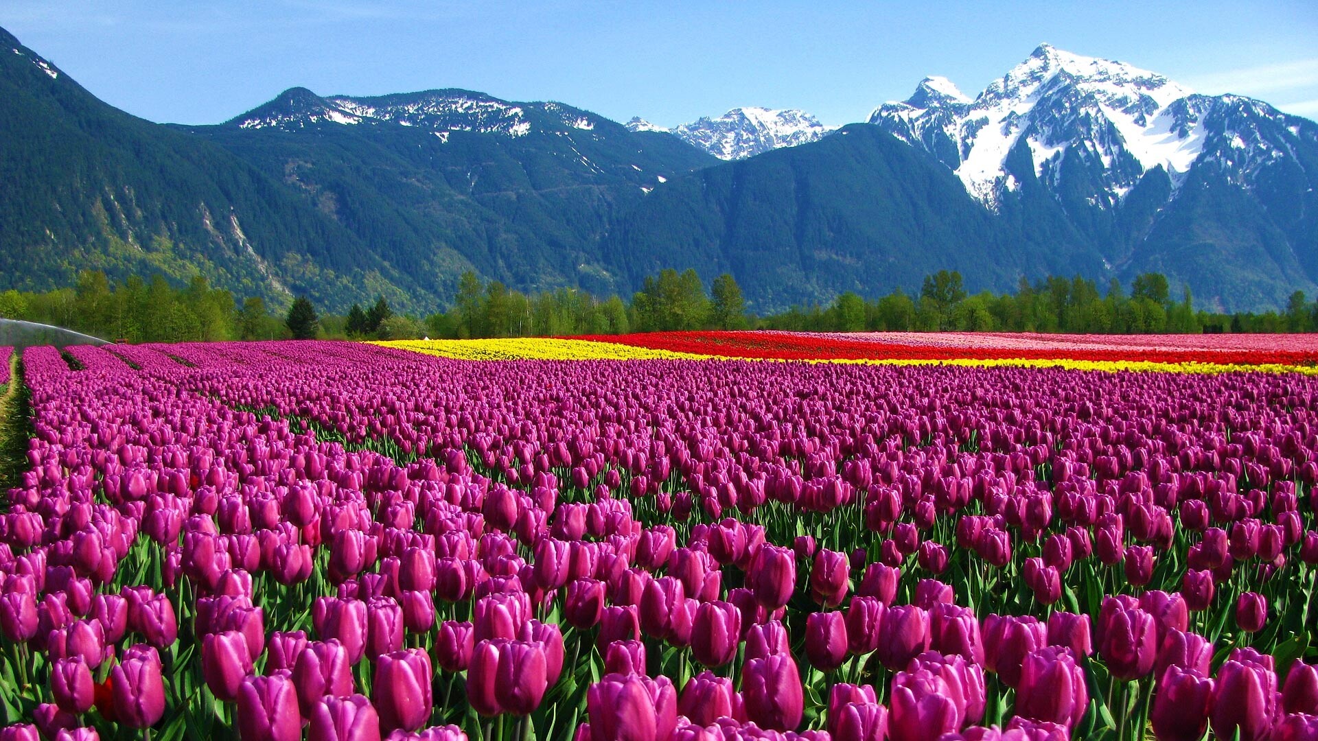 Поле тюльпанов обои