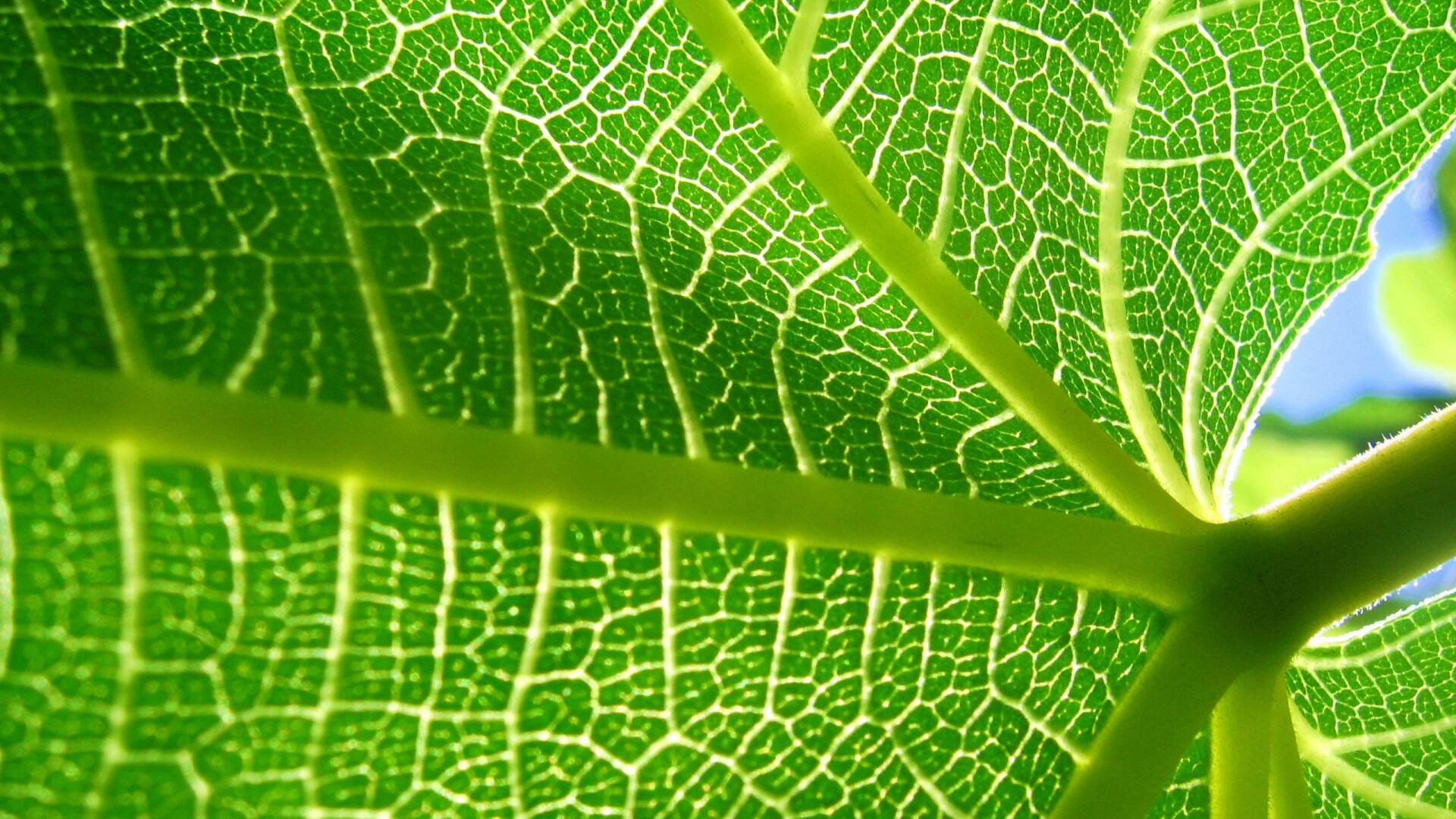 Внутренняя сторона листа обои