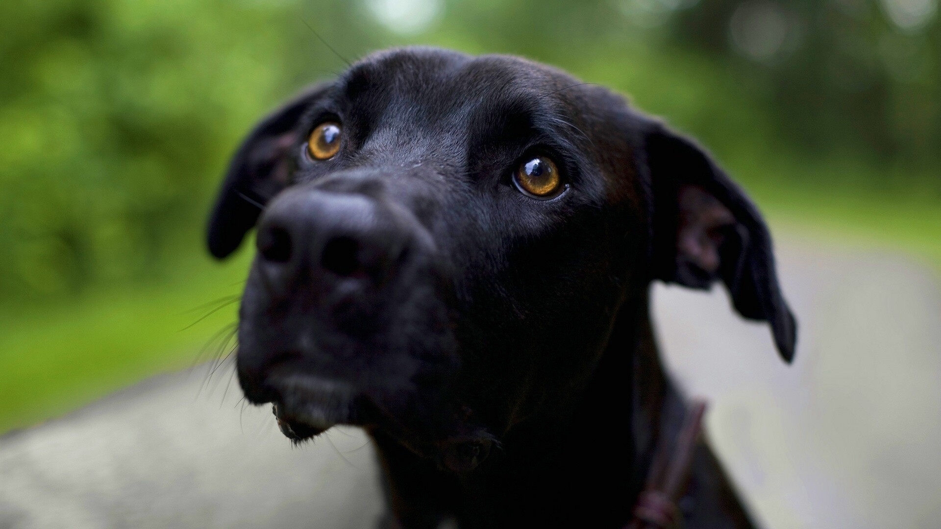 Преданная собака обои