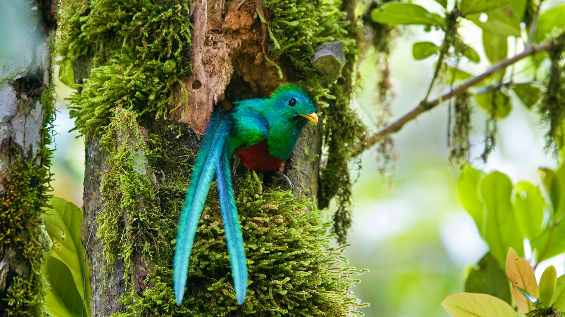 Райская птица в дупле обои