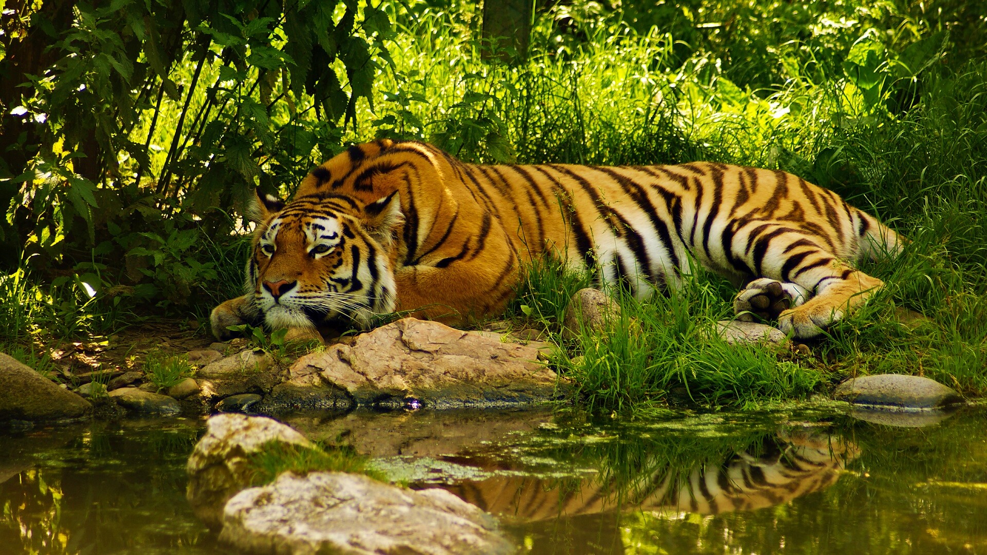 Тигр отдыхает обои