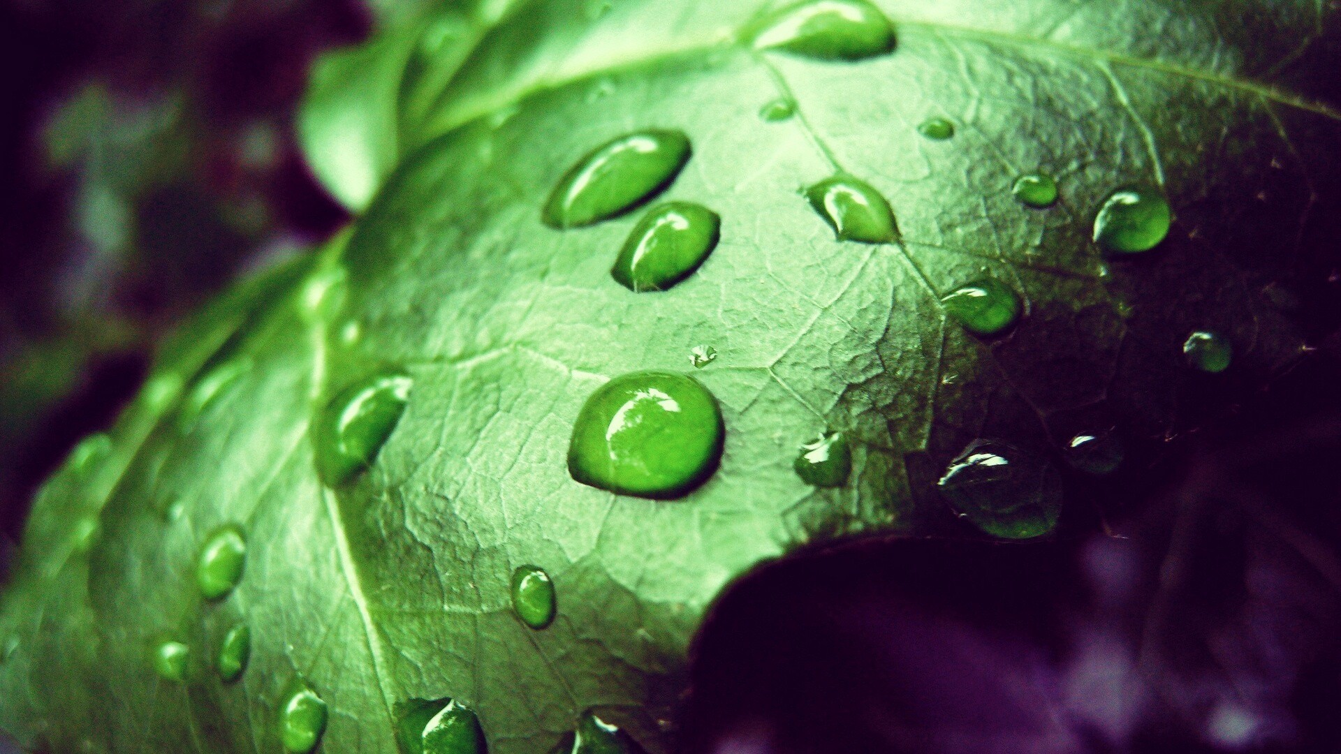 Капли росы на листе обои