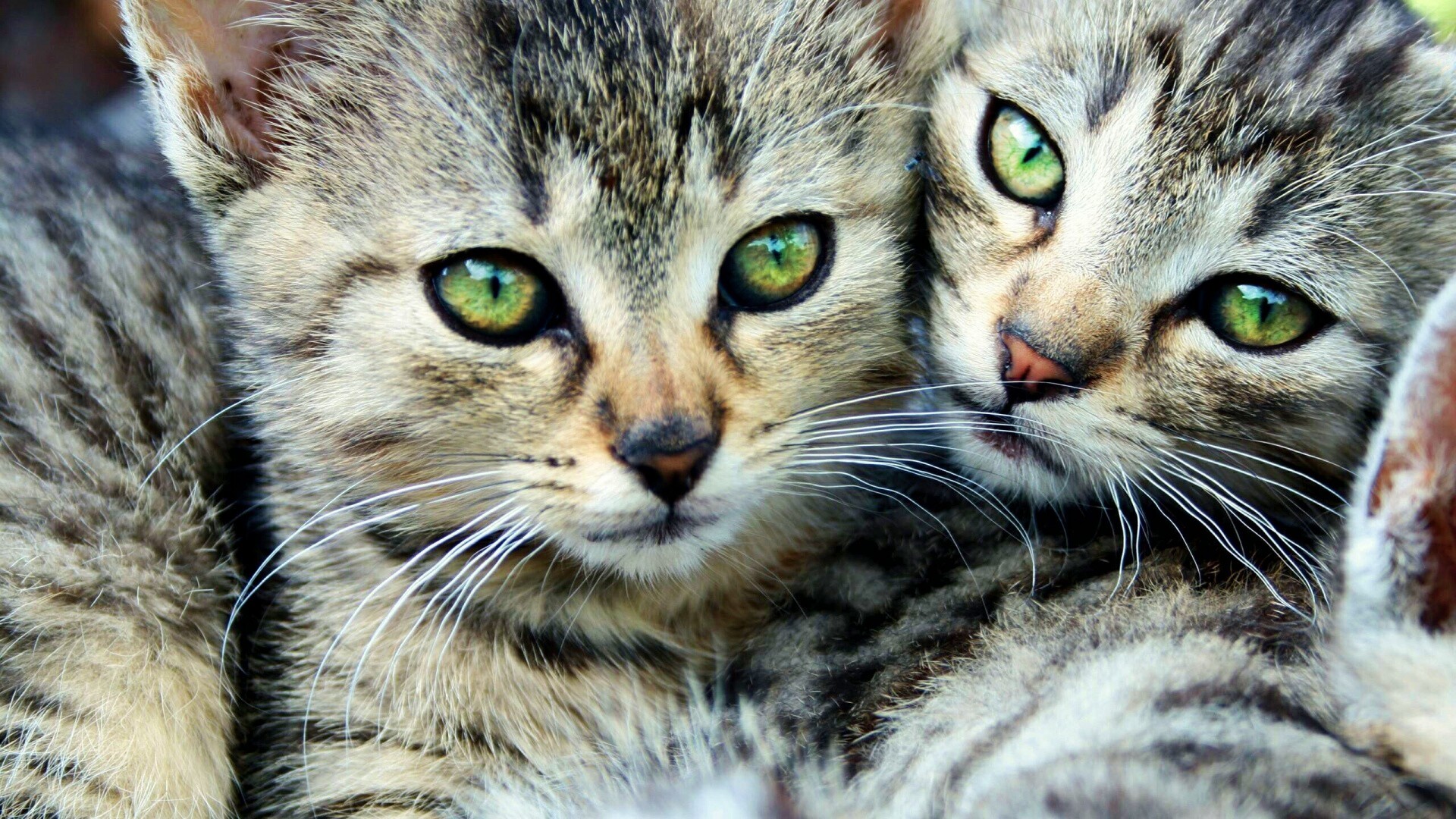 Котята в обнимку обои