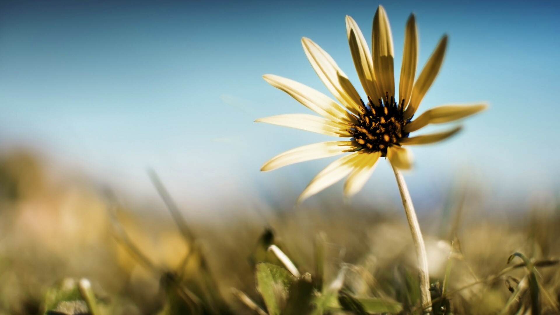 Летний цветок на солнце обои