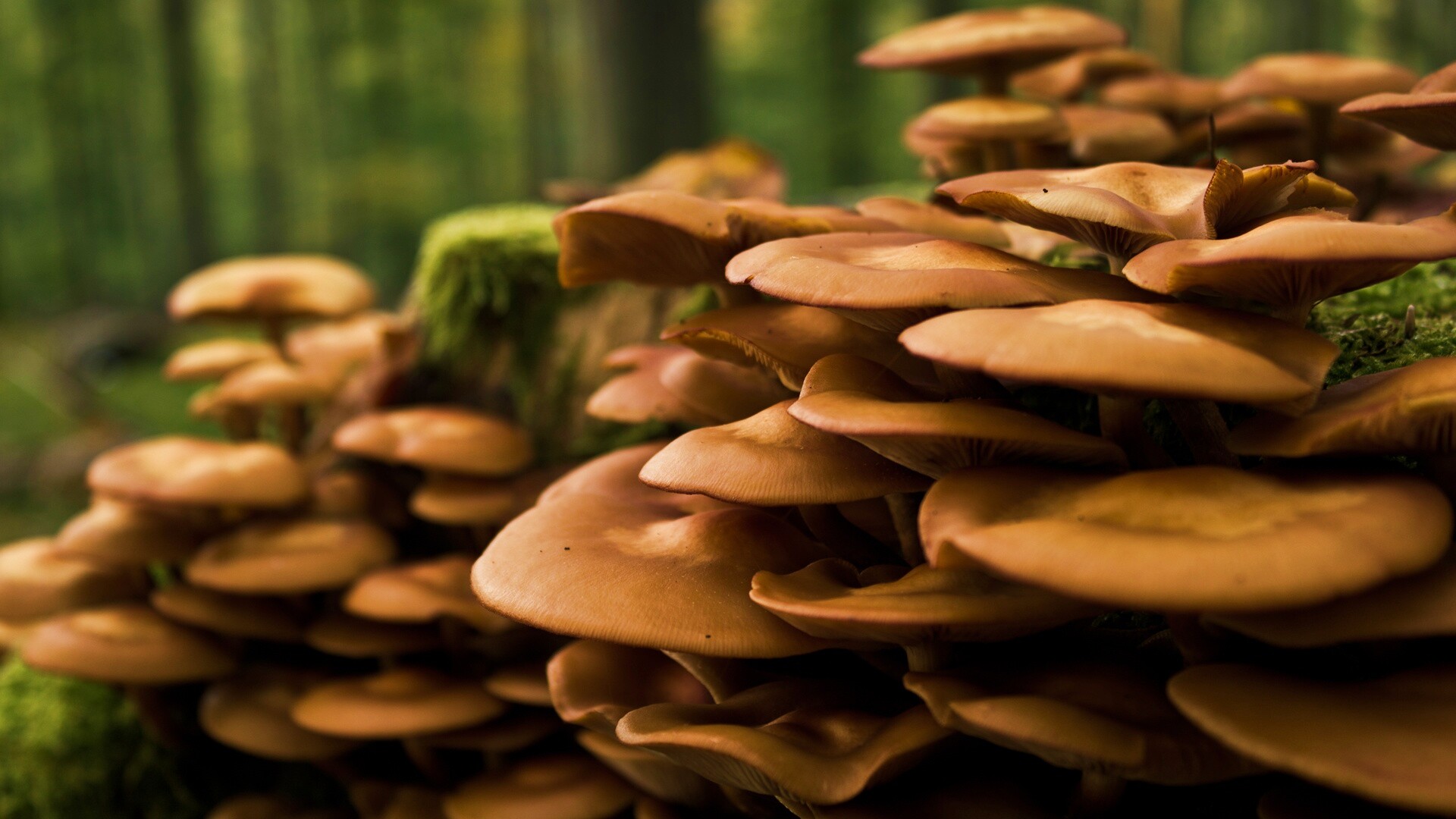 Лесные грибы на пне обои