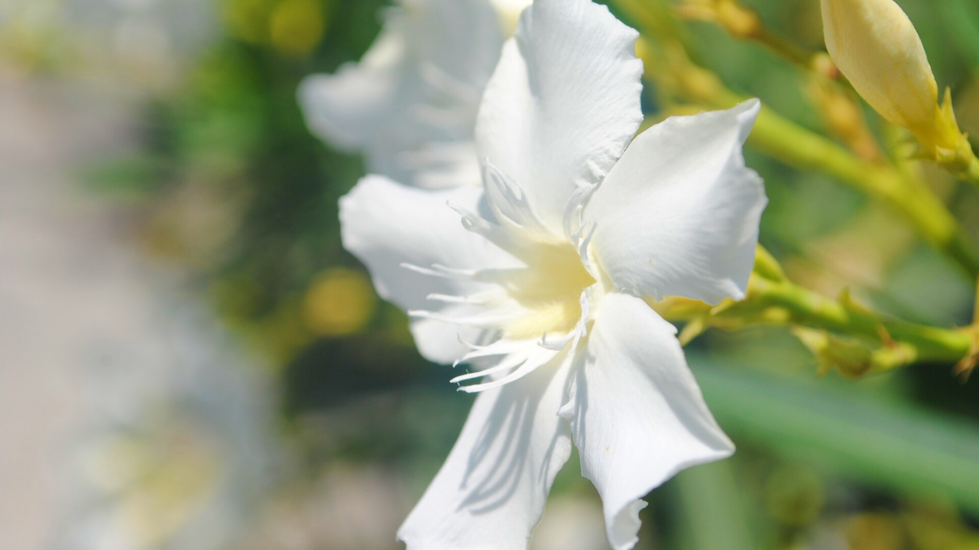 Эухарис, амазонская лилия обои