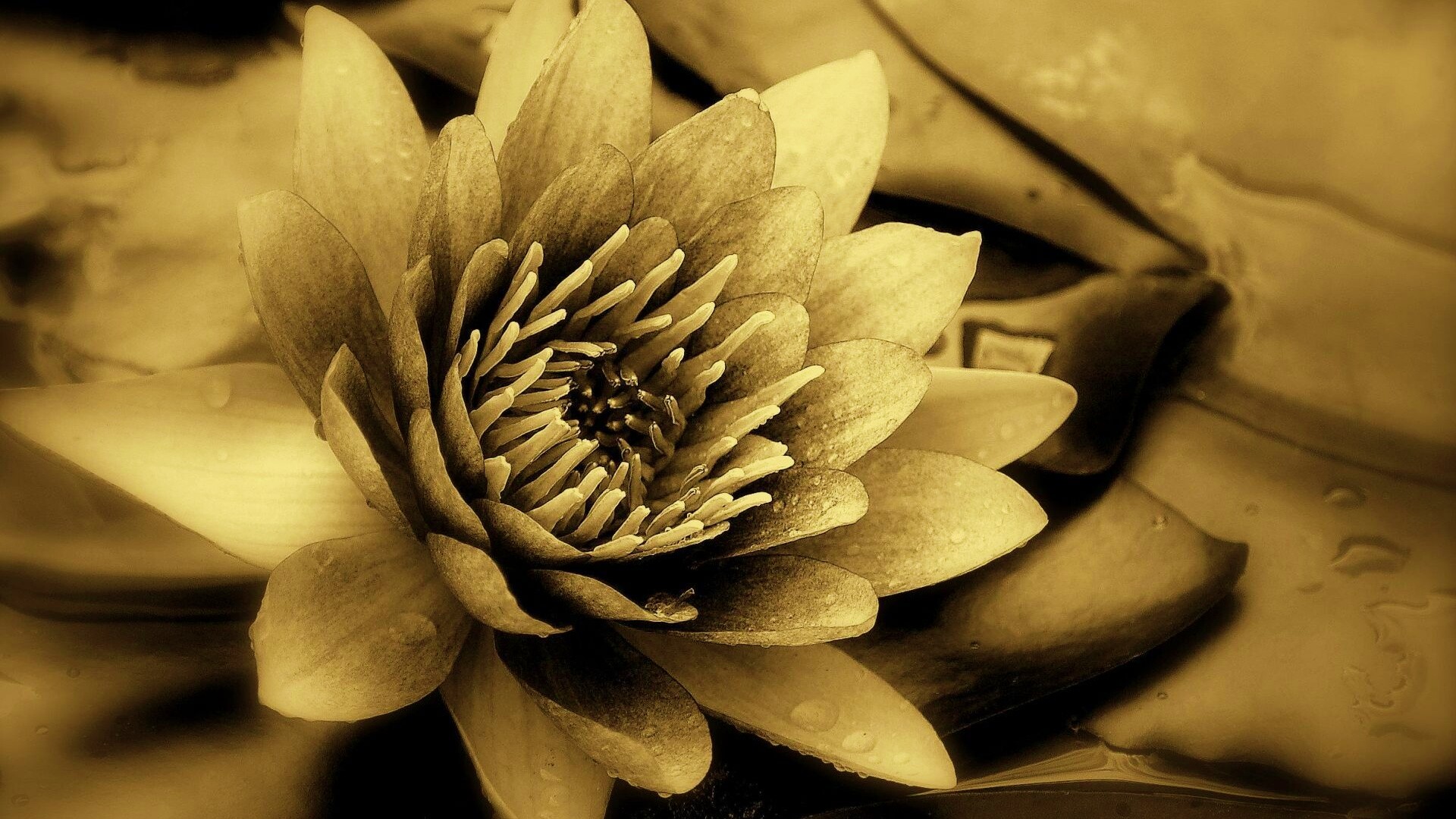 Кувшинка обои