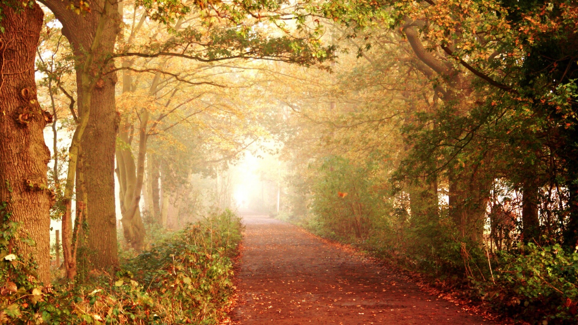 Парковая дорожка обои