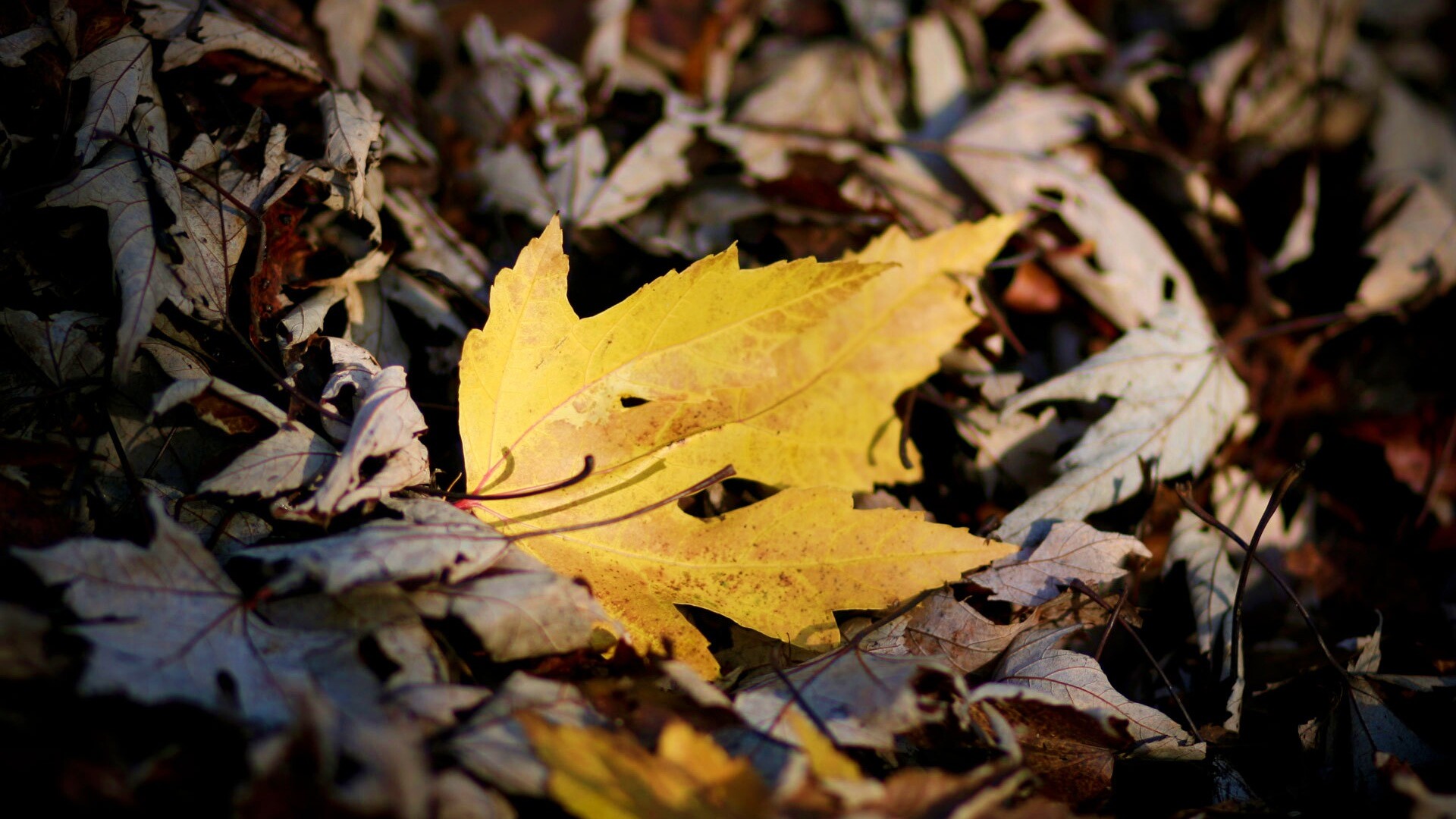 Мёртвая листва обои