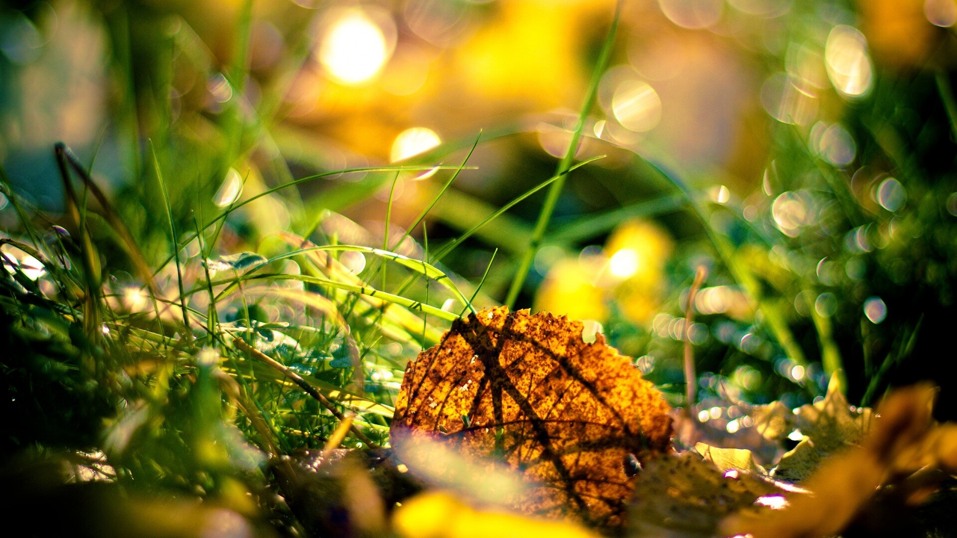 Опавший лист в траве обои