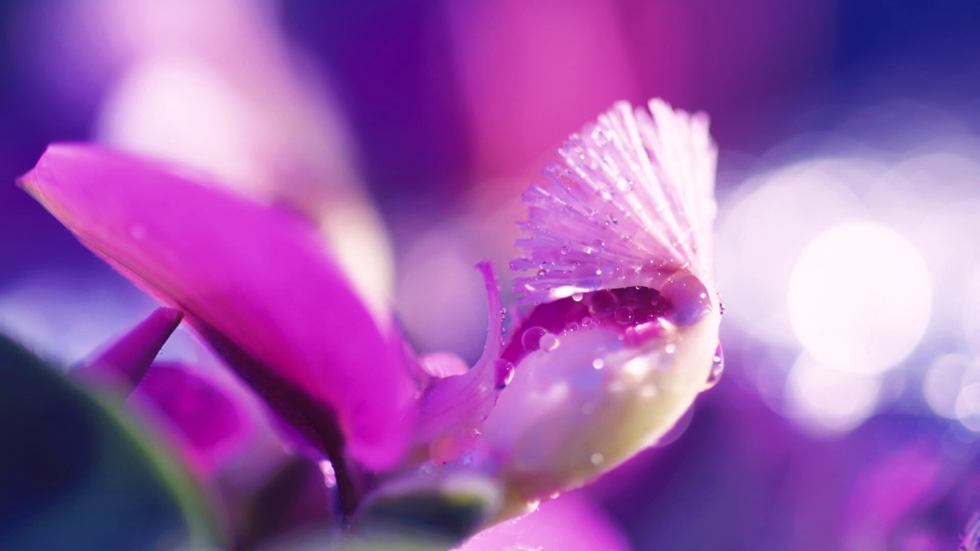 Капли на лиловом цветке обои