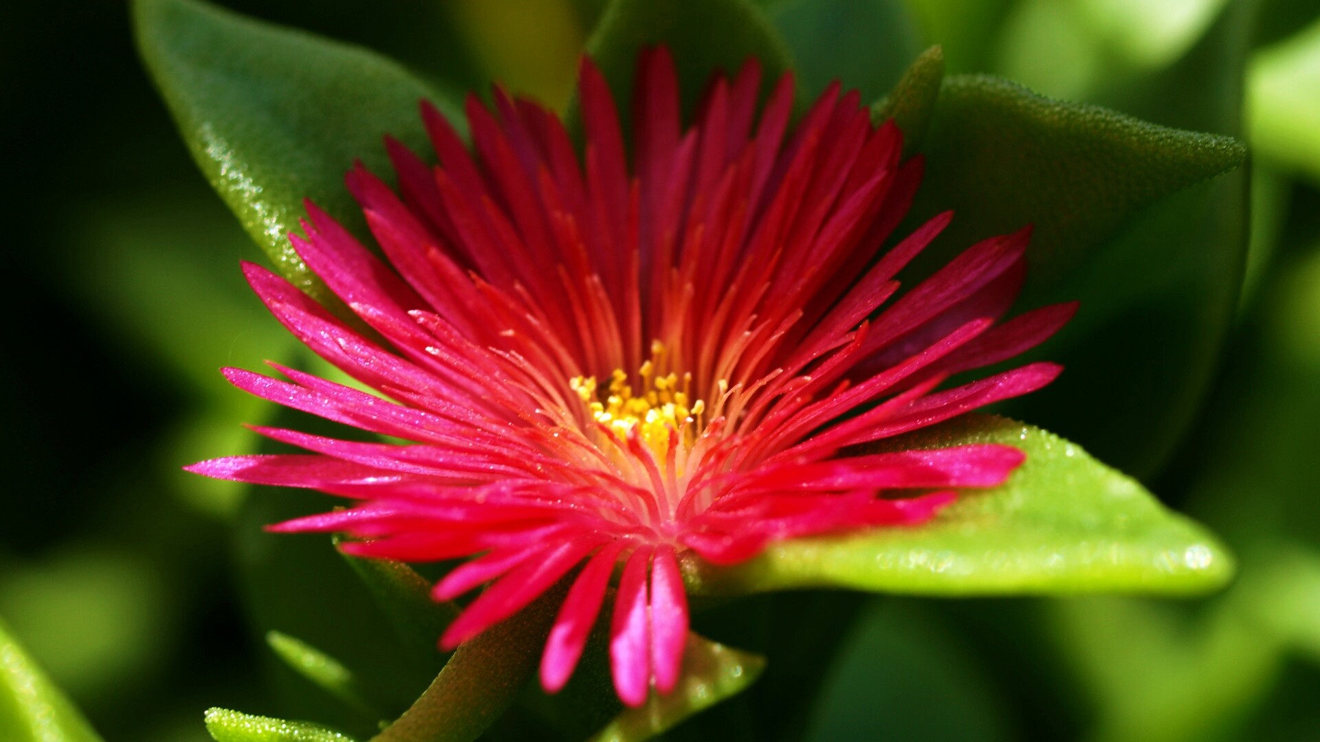 Чудесный цветок обои