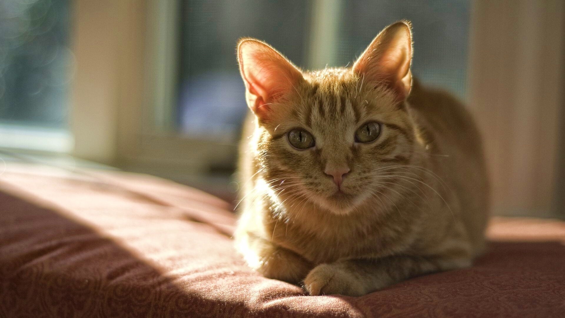 Рыжий кот обои