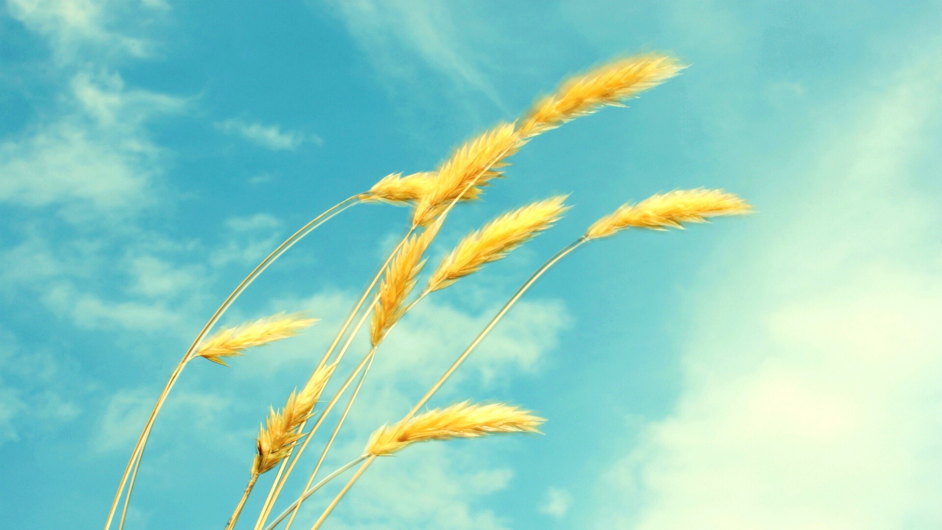 Колосья обои