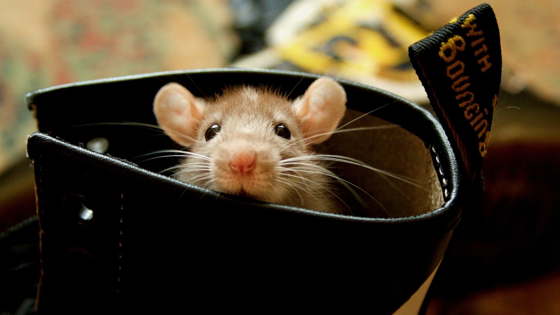 Мышонок выглядывает из ботинка обои