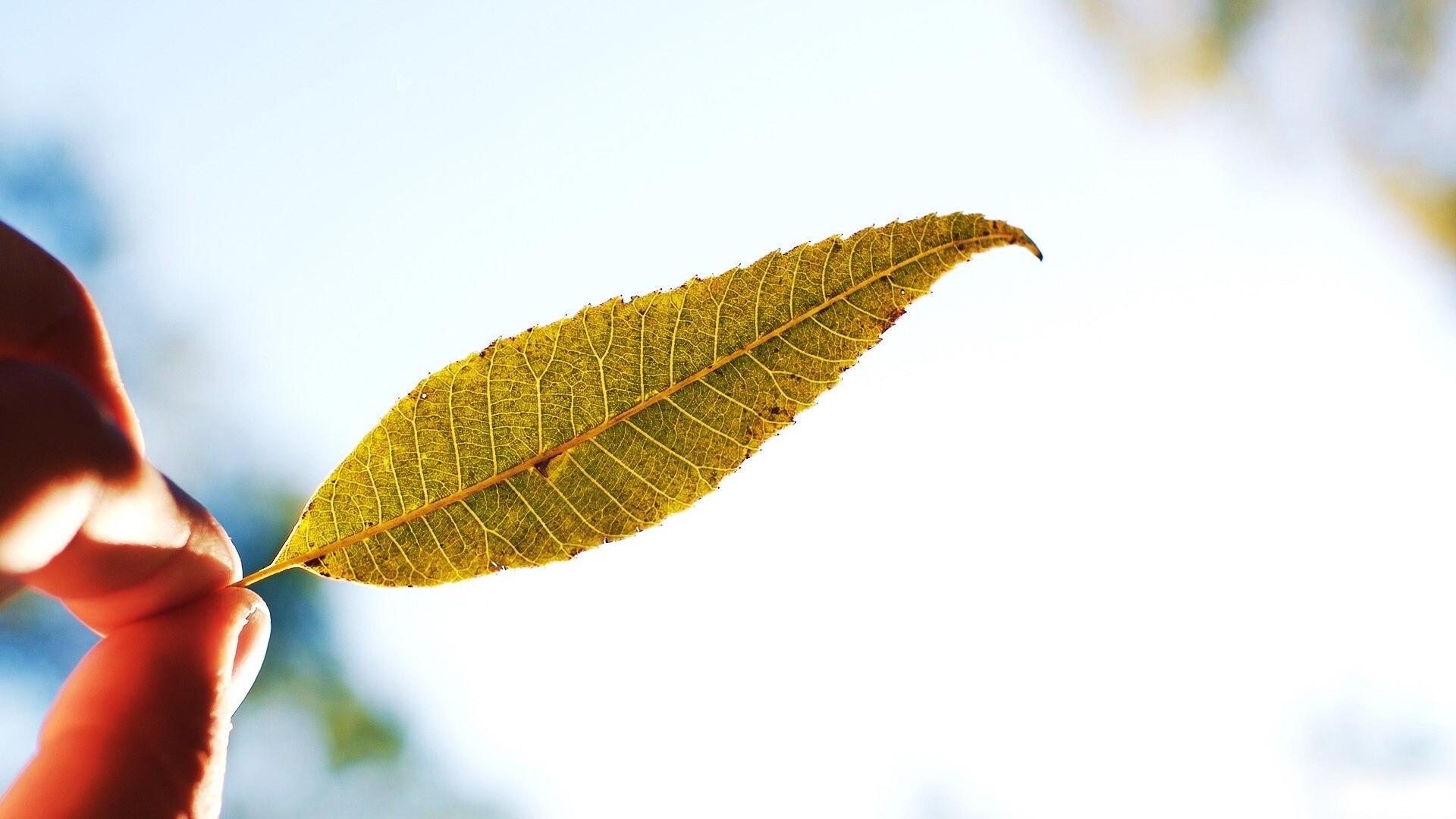 Листик в пальцах обои