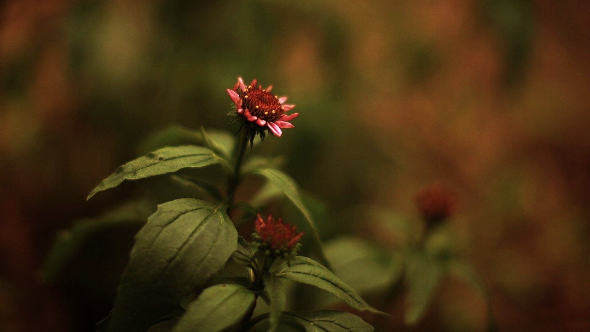 Фотография цветка обои