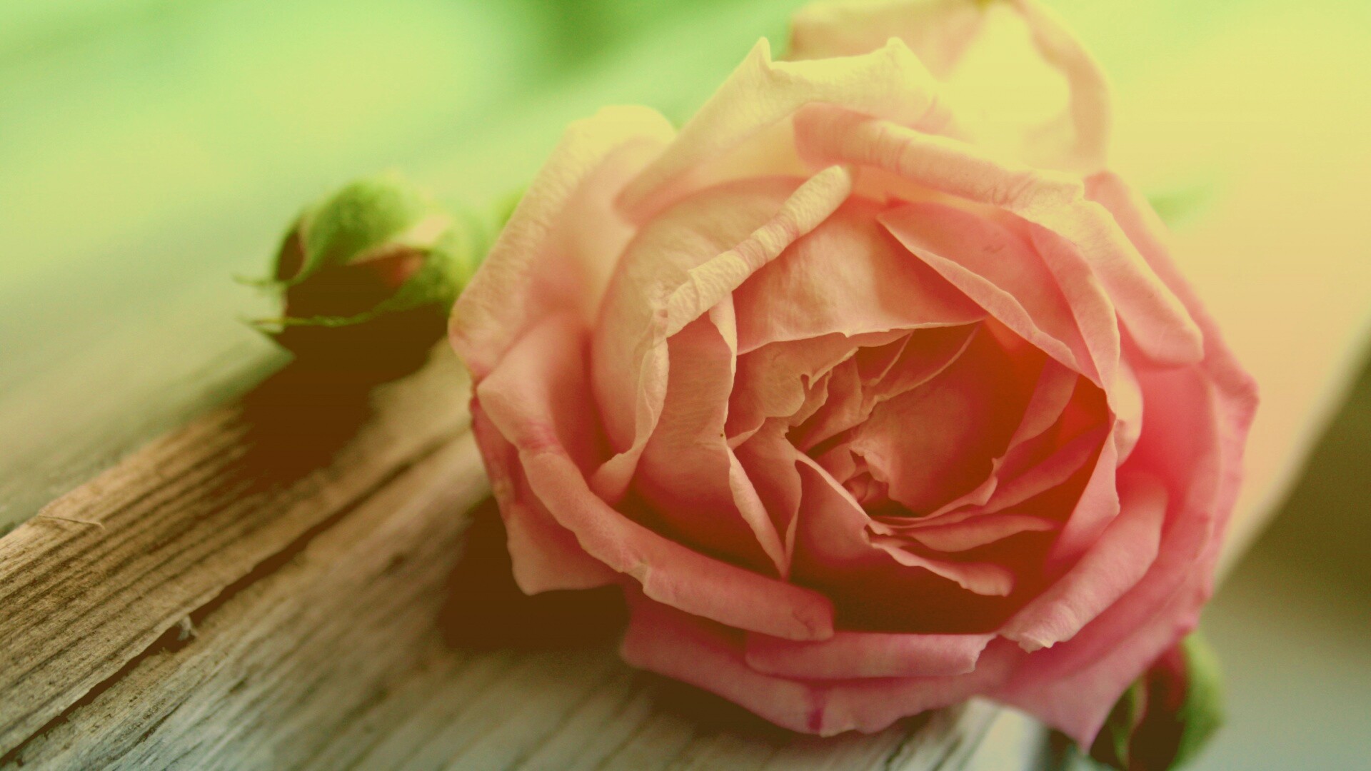 Бутон нежной розы обои