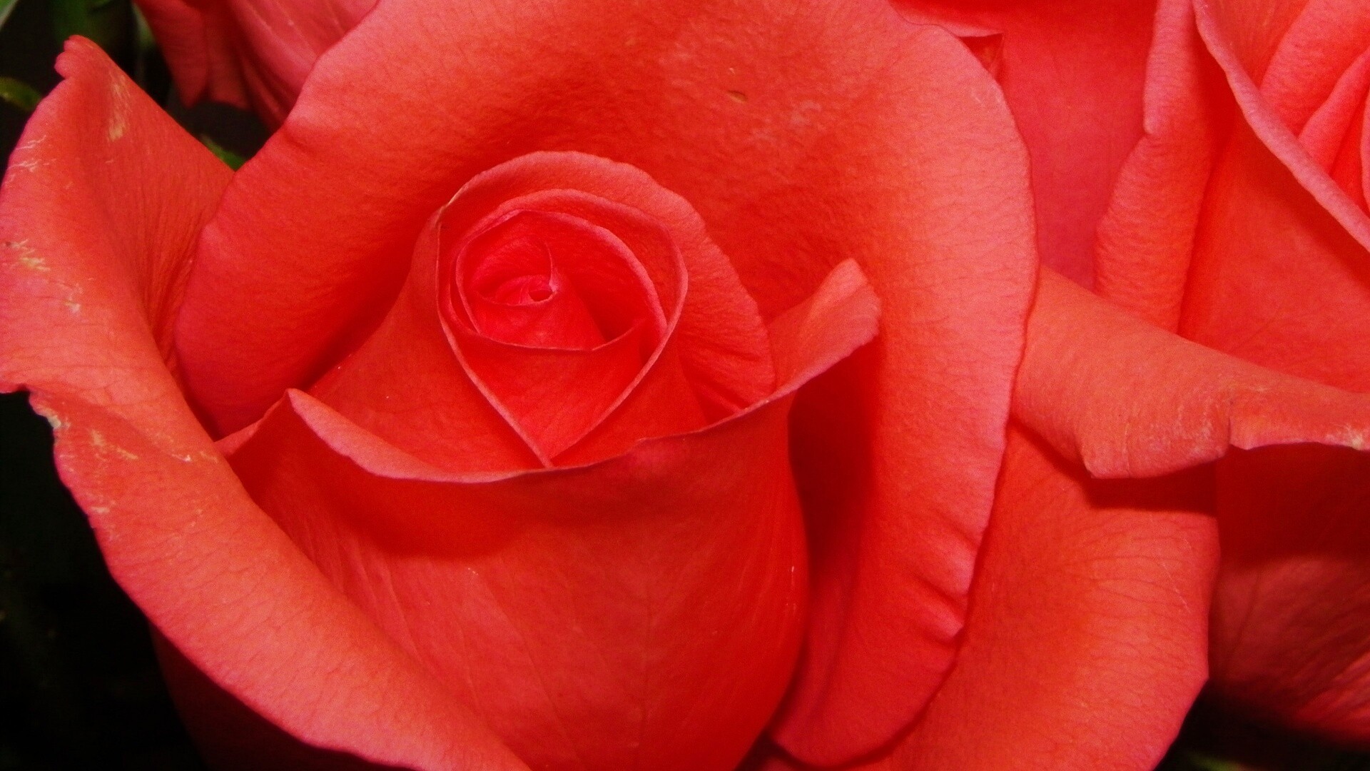 Бутон розы обои