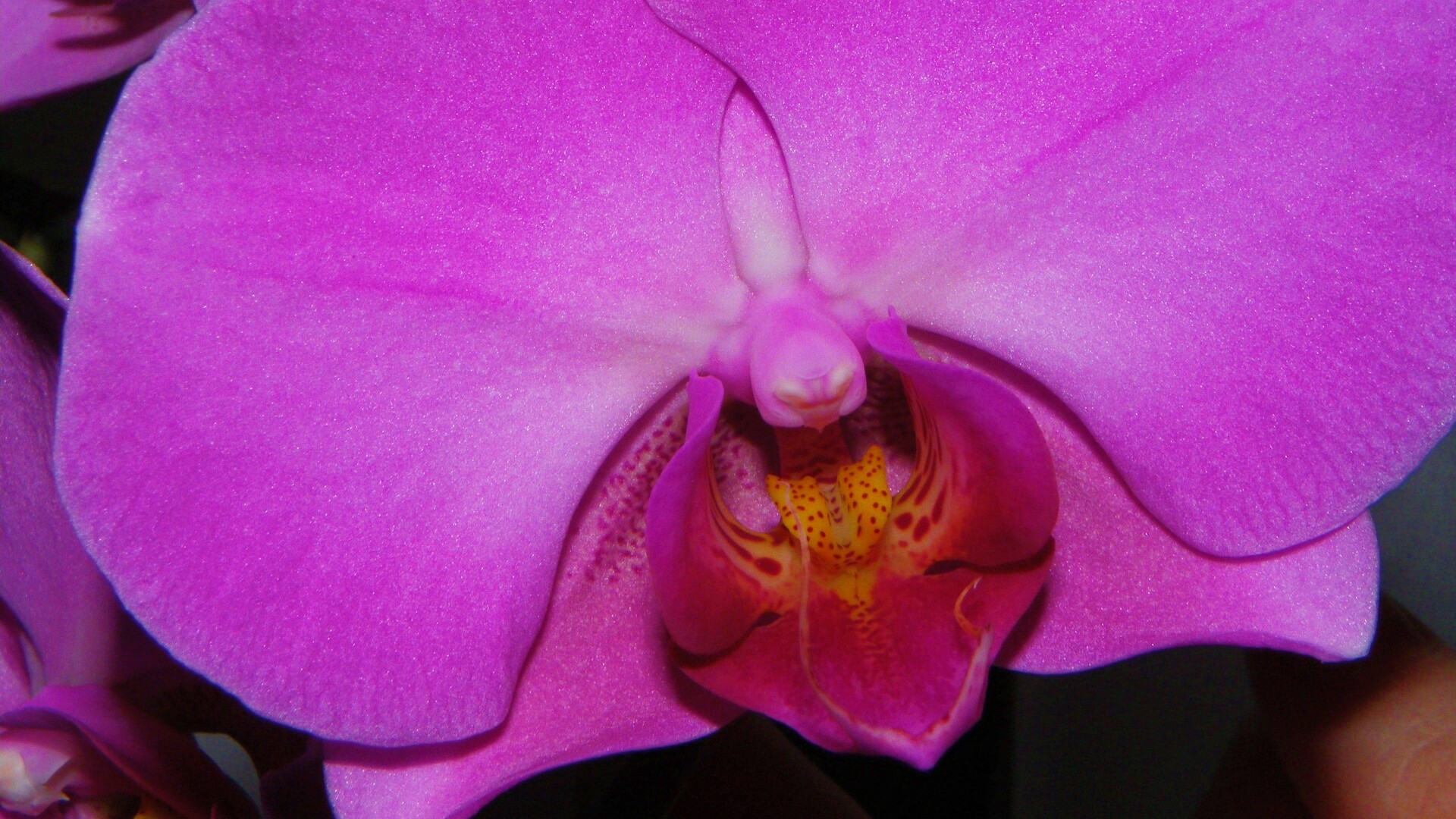 Фиолетовая орхидея обои