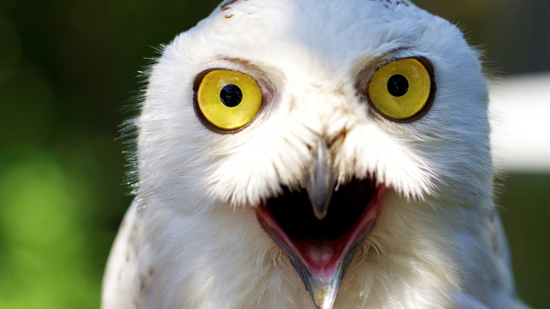 Сова в шоке! обои