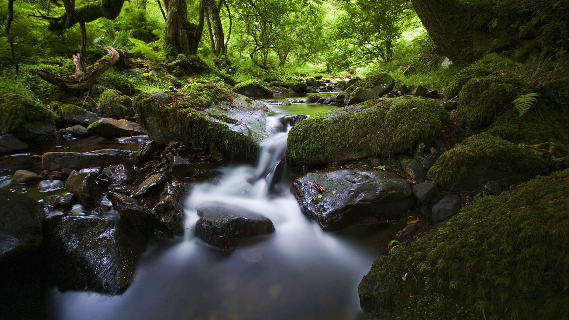 Речной поток в лесу обои