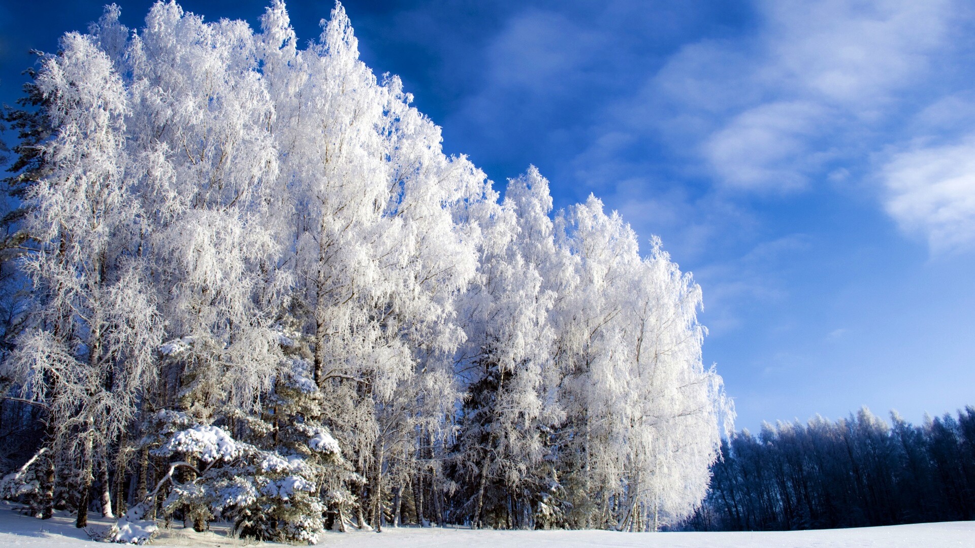 Заснеженные деревья обои