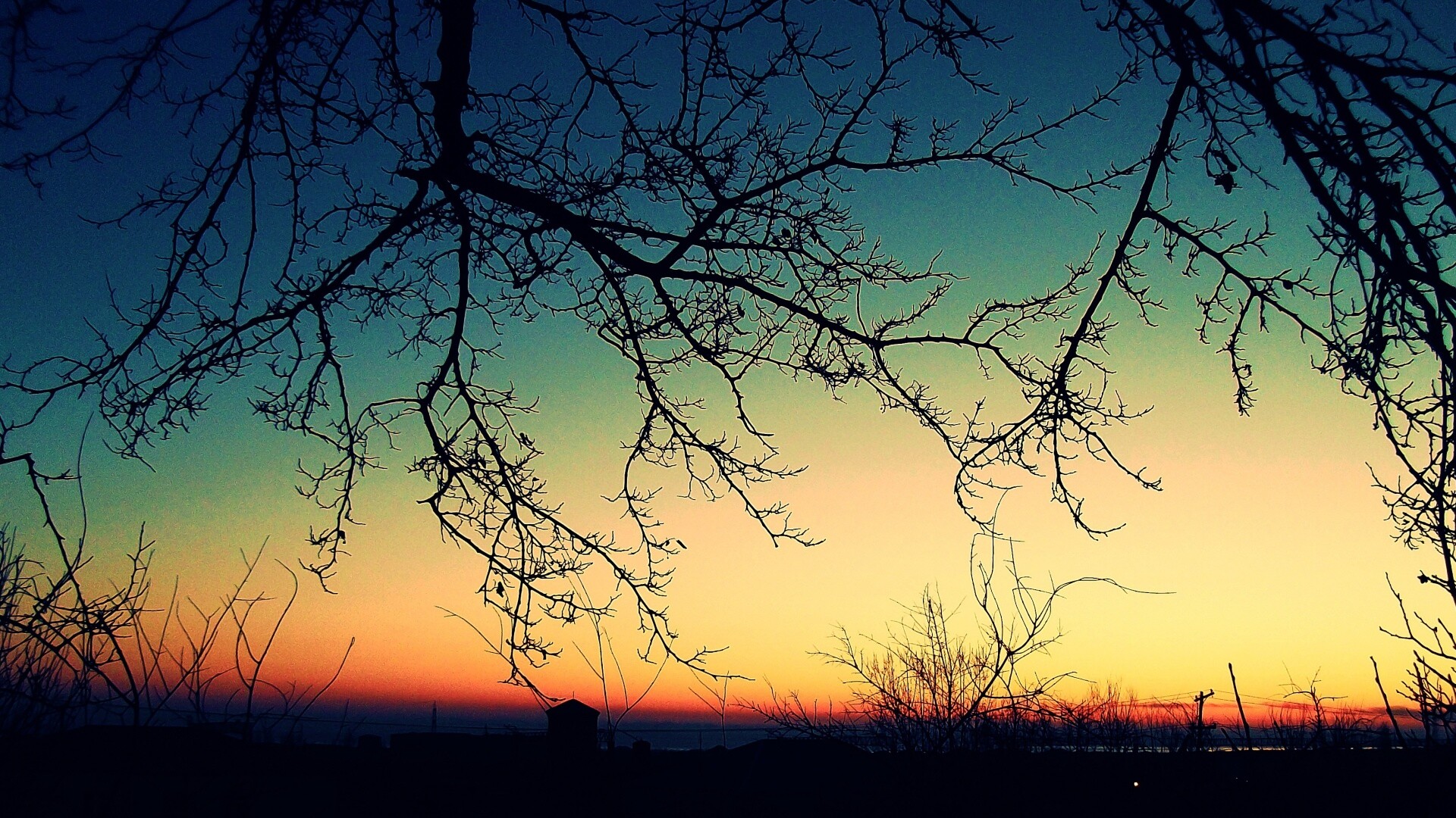 Закат сквозь ветки деревьев обои