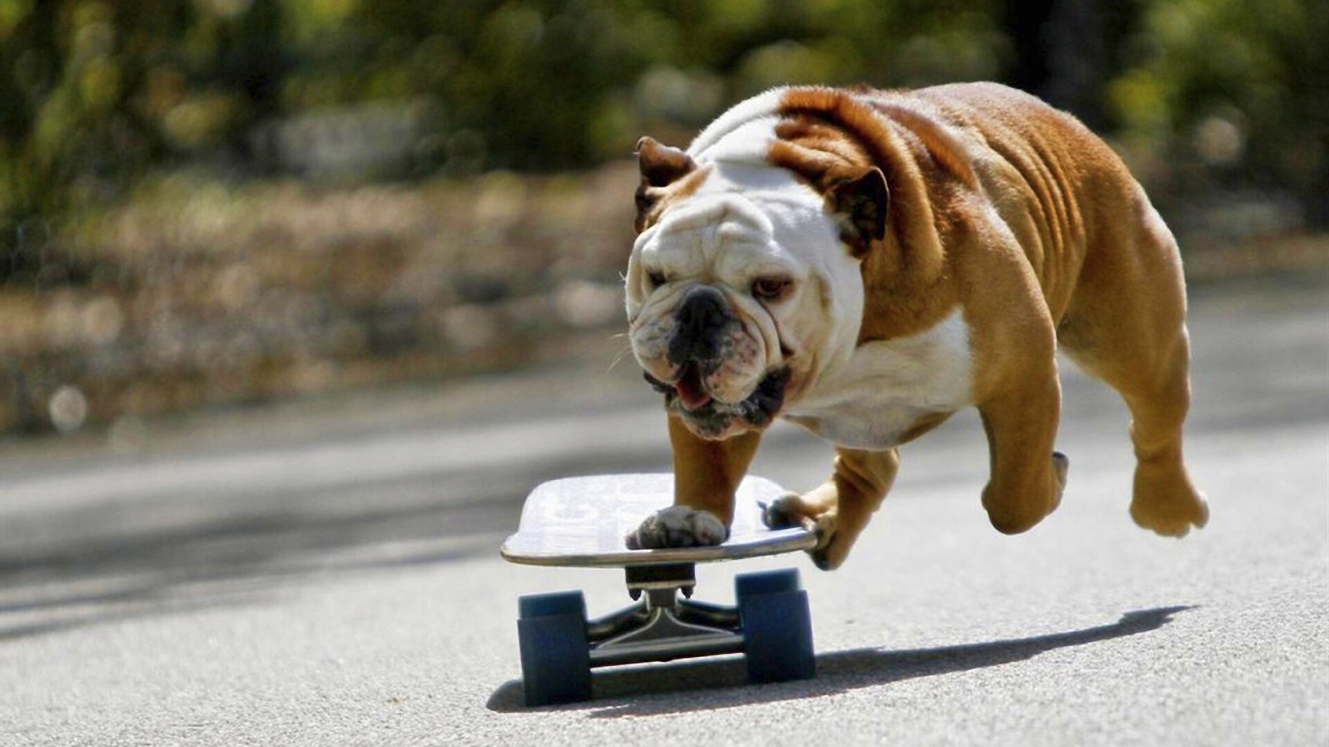 Собака на скейтборде обои