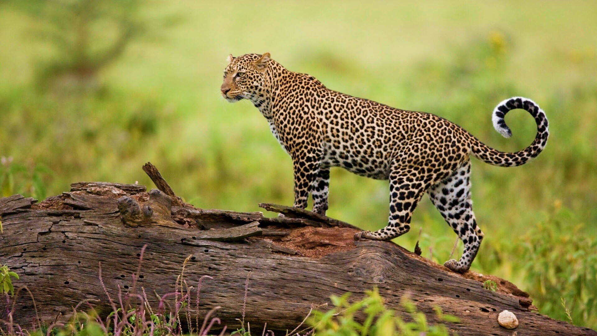 Леопард на природе обои