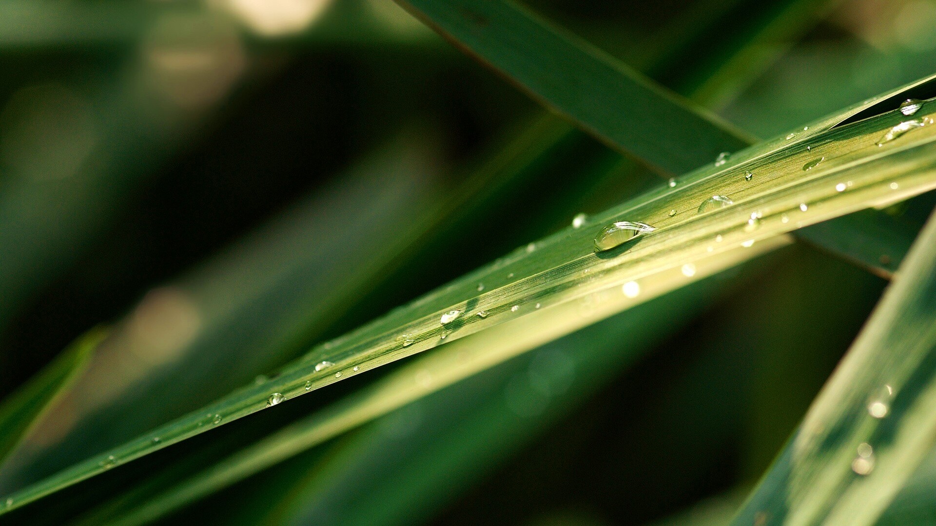 Капли росы на листе обои
