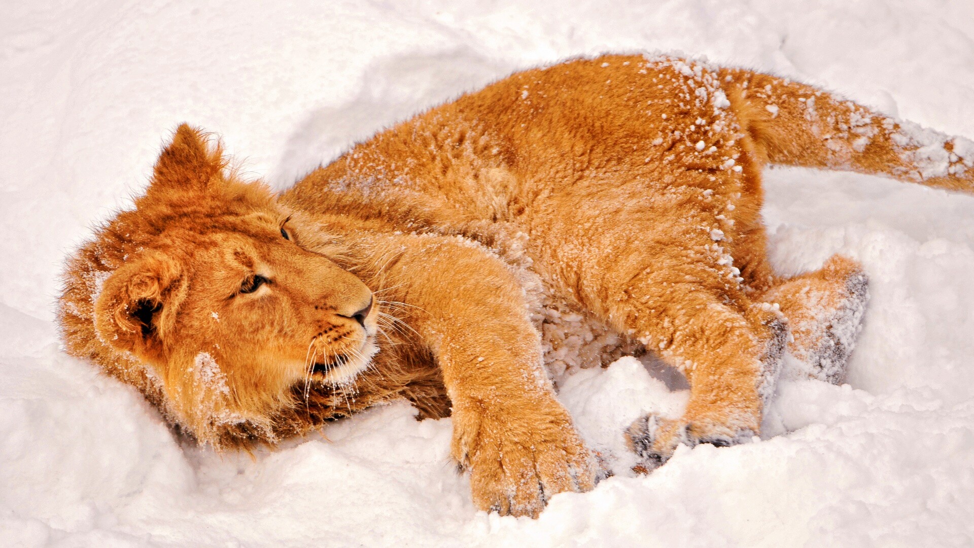 Львёнок в снегу обои