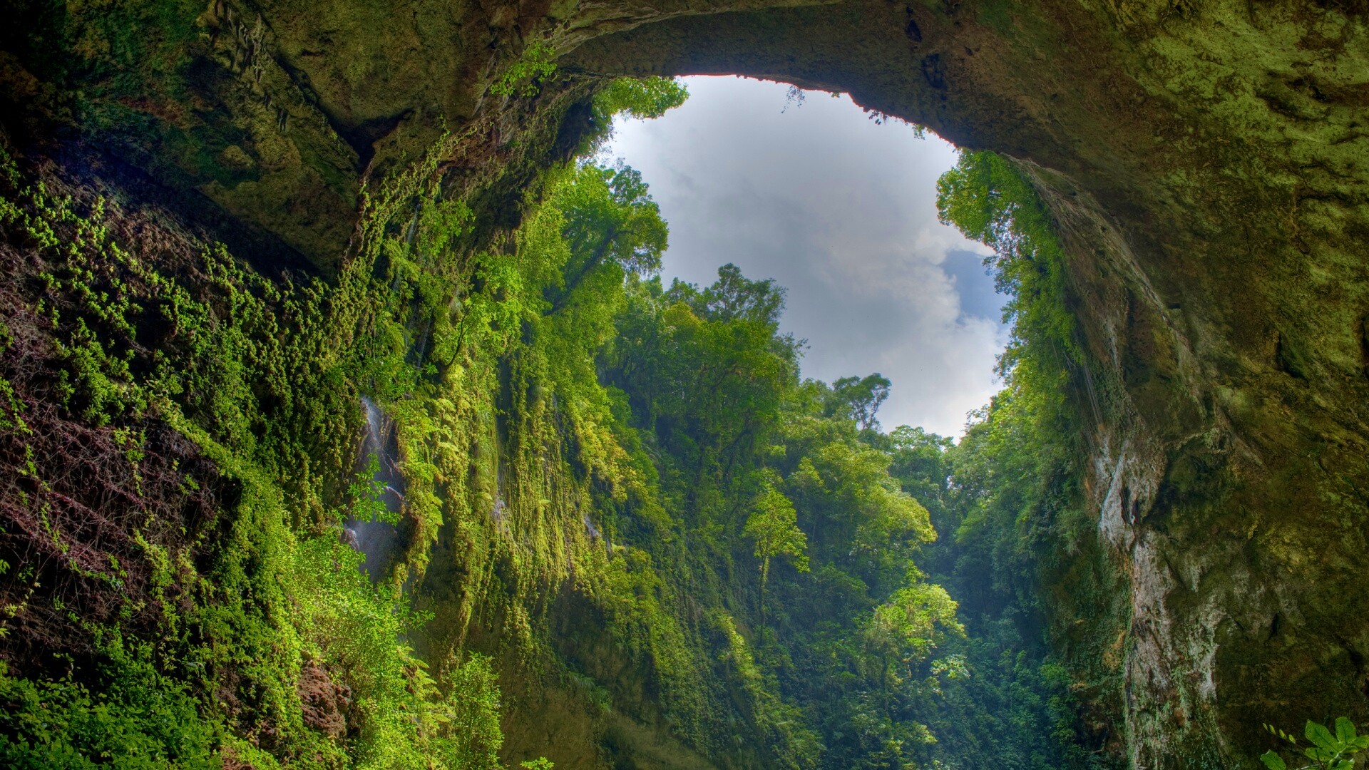 Заросшее ущелье обои