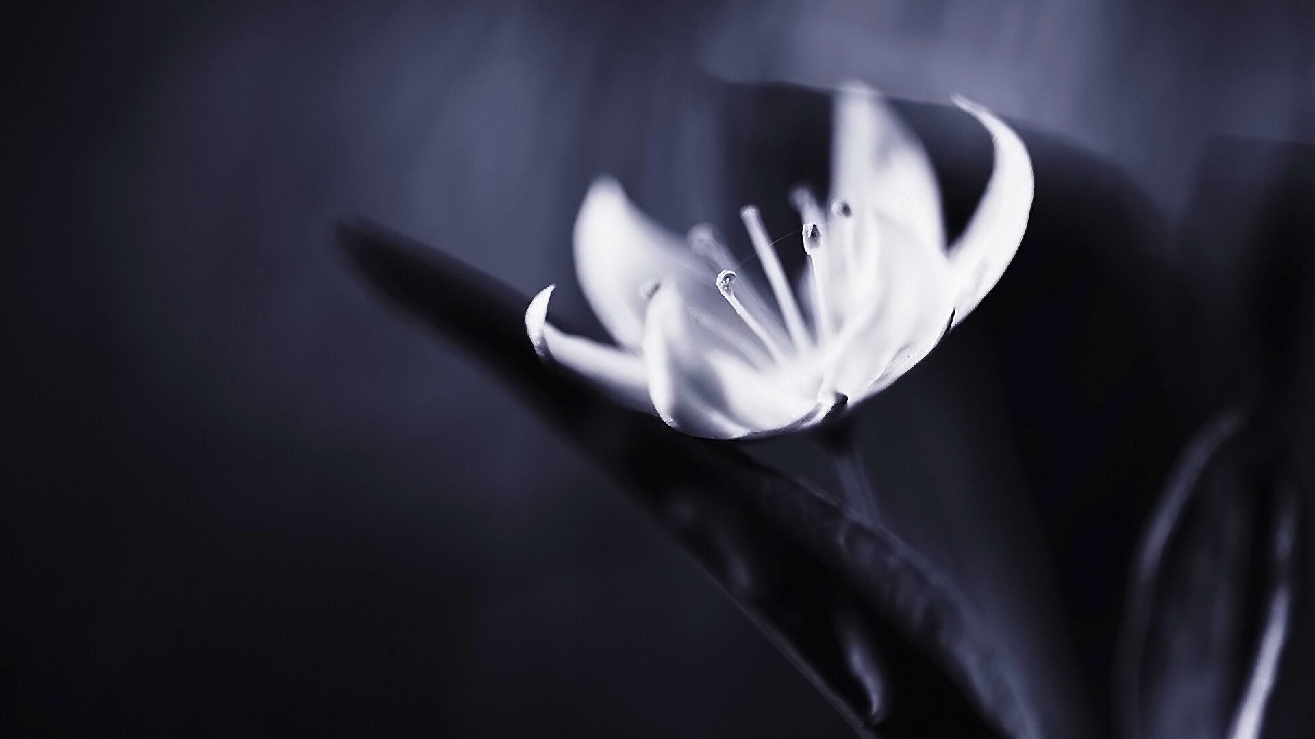 Белый цветок обои