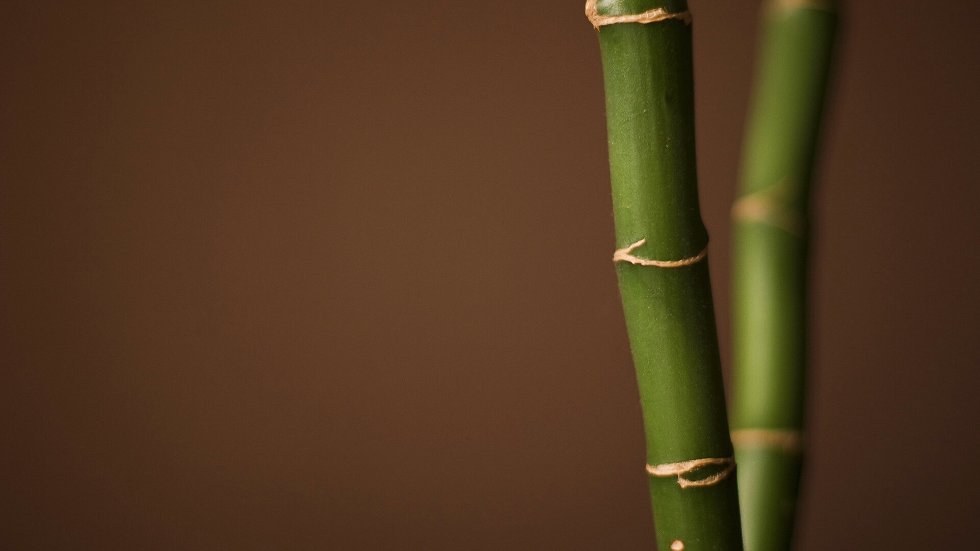 Макро фото стебля бамбука обои