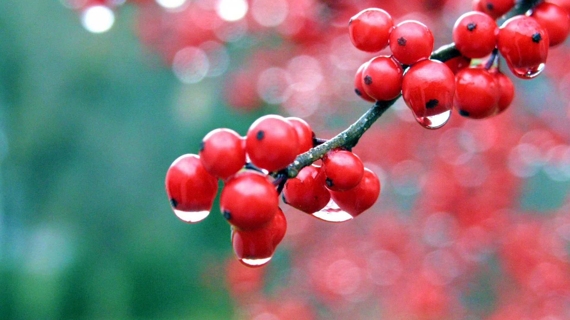 Капли росы на ягодах рябины обои