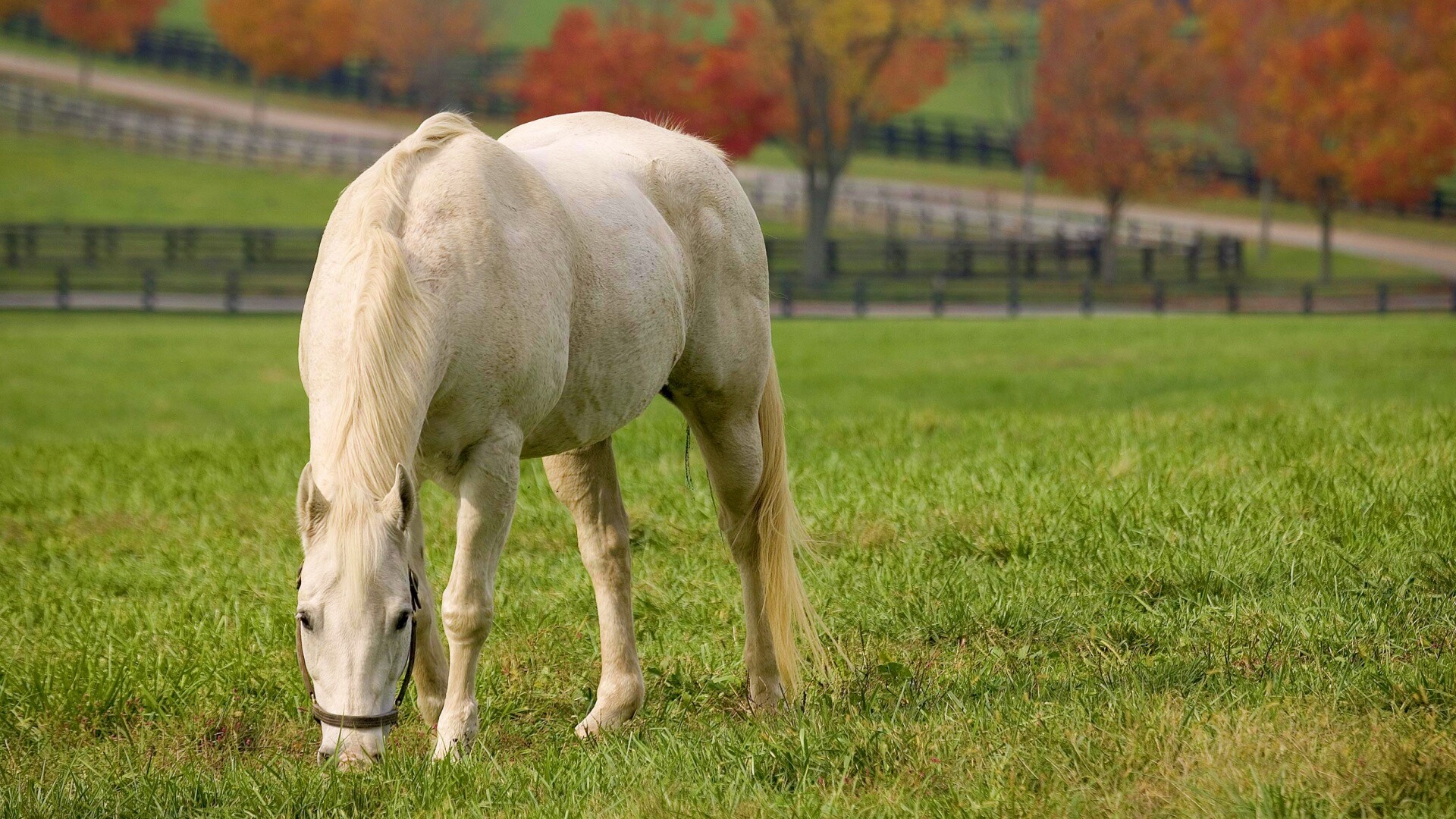 Красивая белая лошадь обои