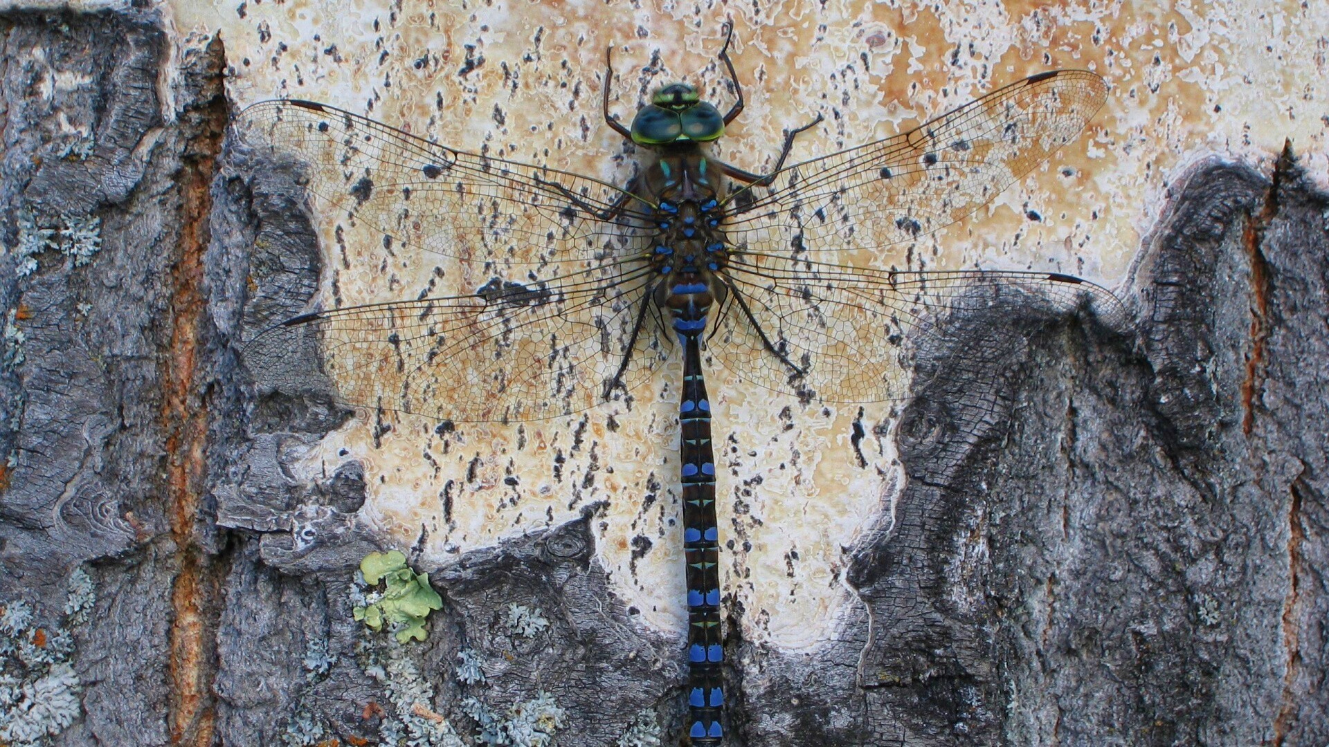 Стрекоза на дереве обои