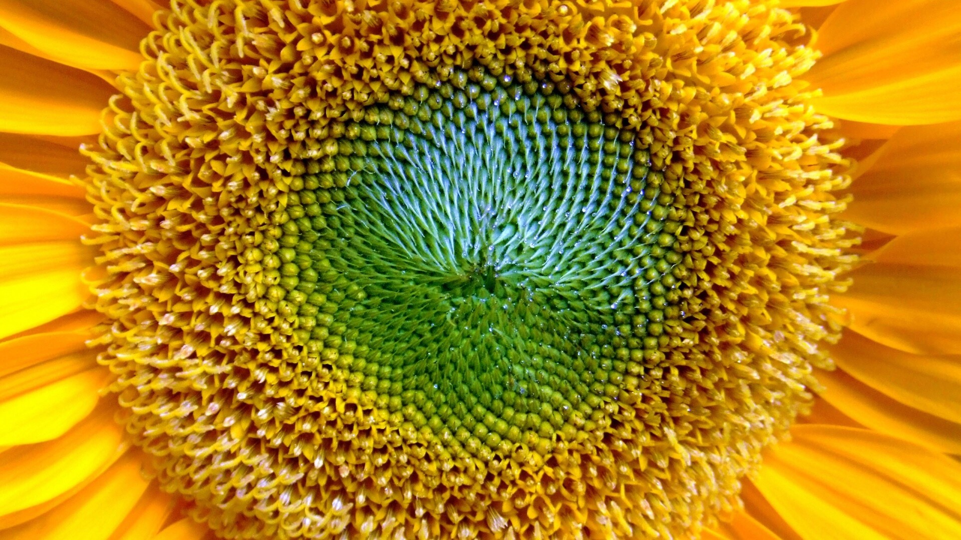 Недозревший подсолнух обои