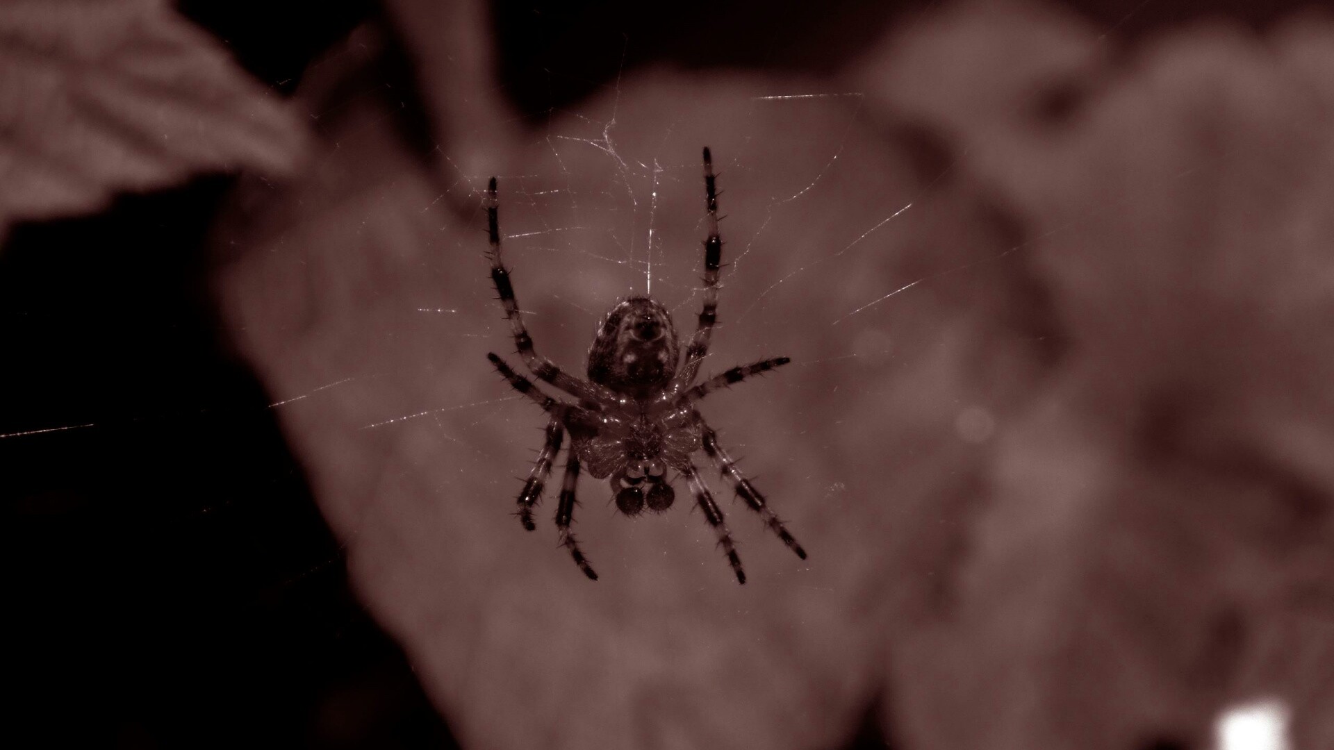 Паук на паутине обои