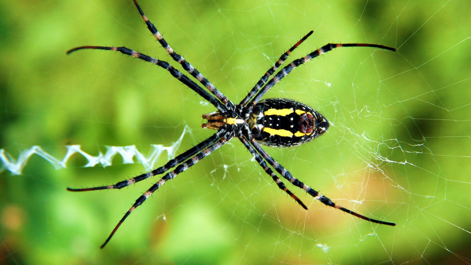 Огромный паук обои