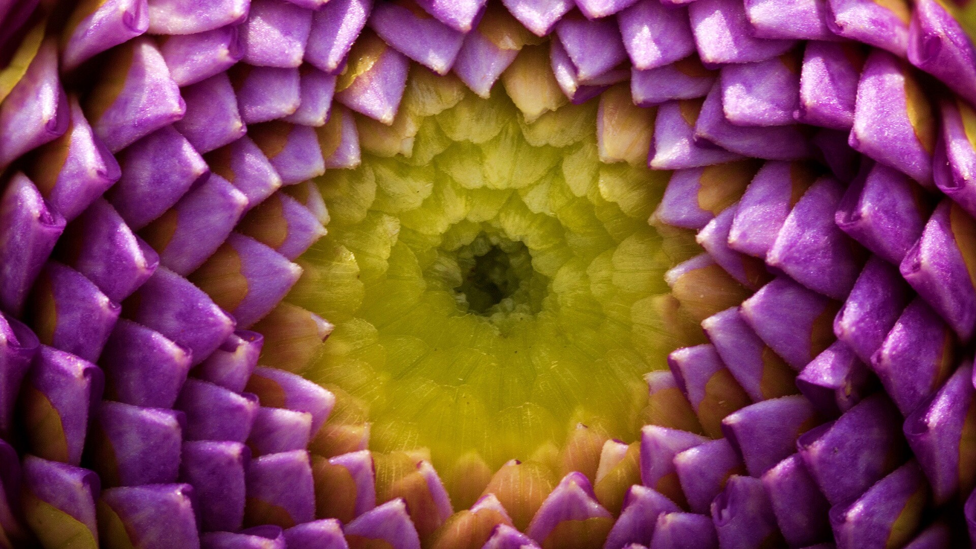 Сердцевина цветка обои