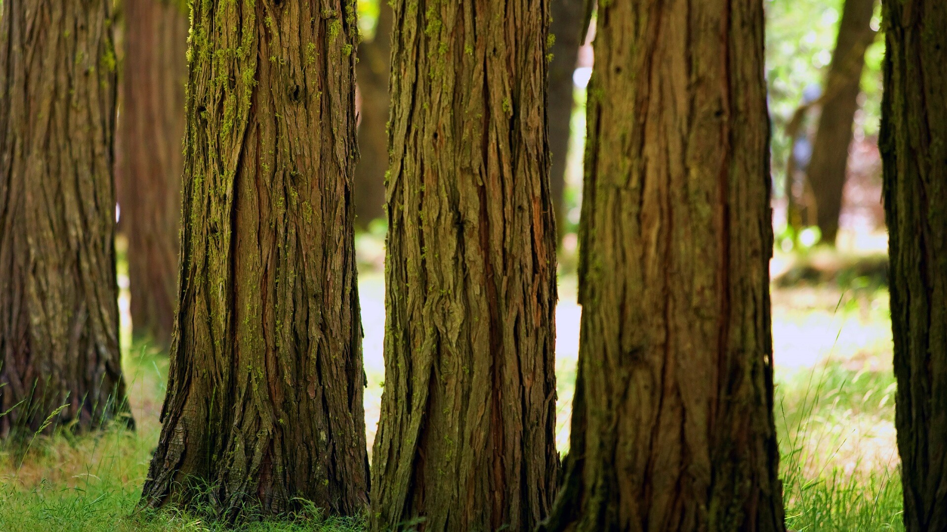 Стволы деревьев  обои