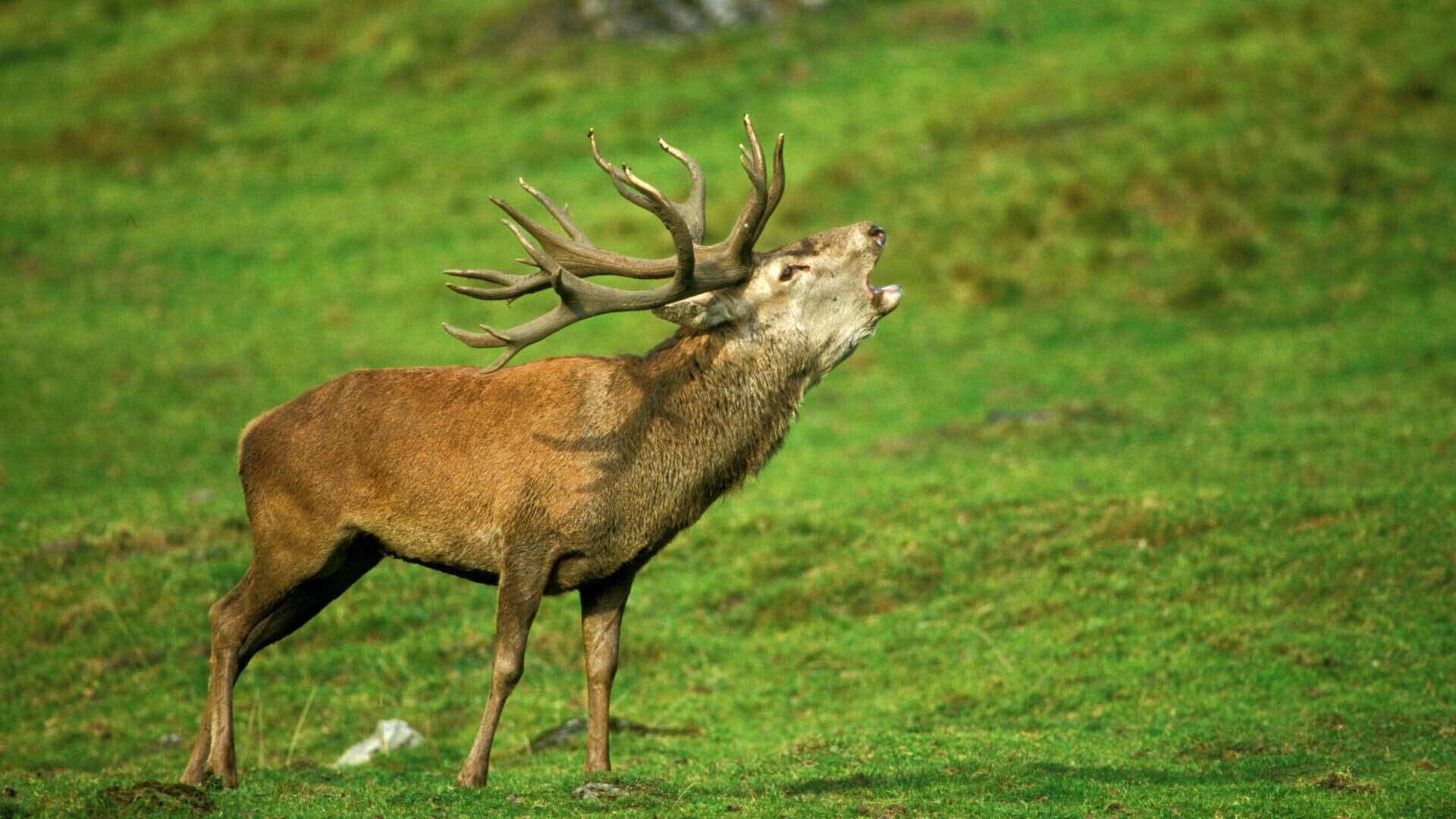 Лось зовёт сородичей обои