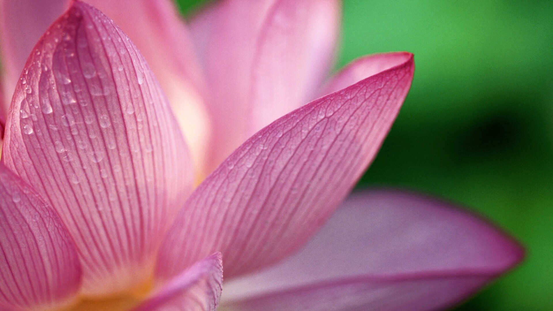 Лепестки цветов обои