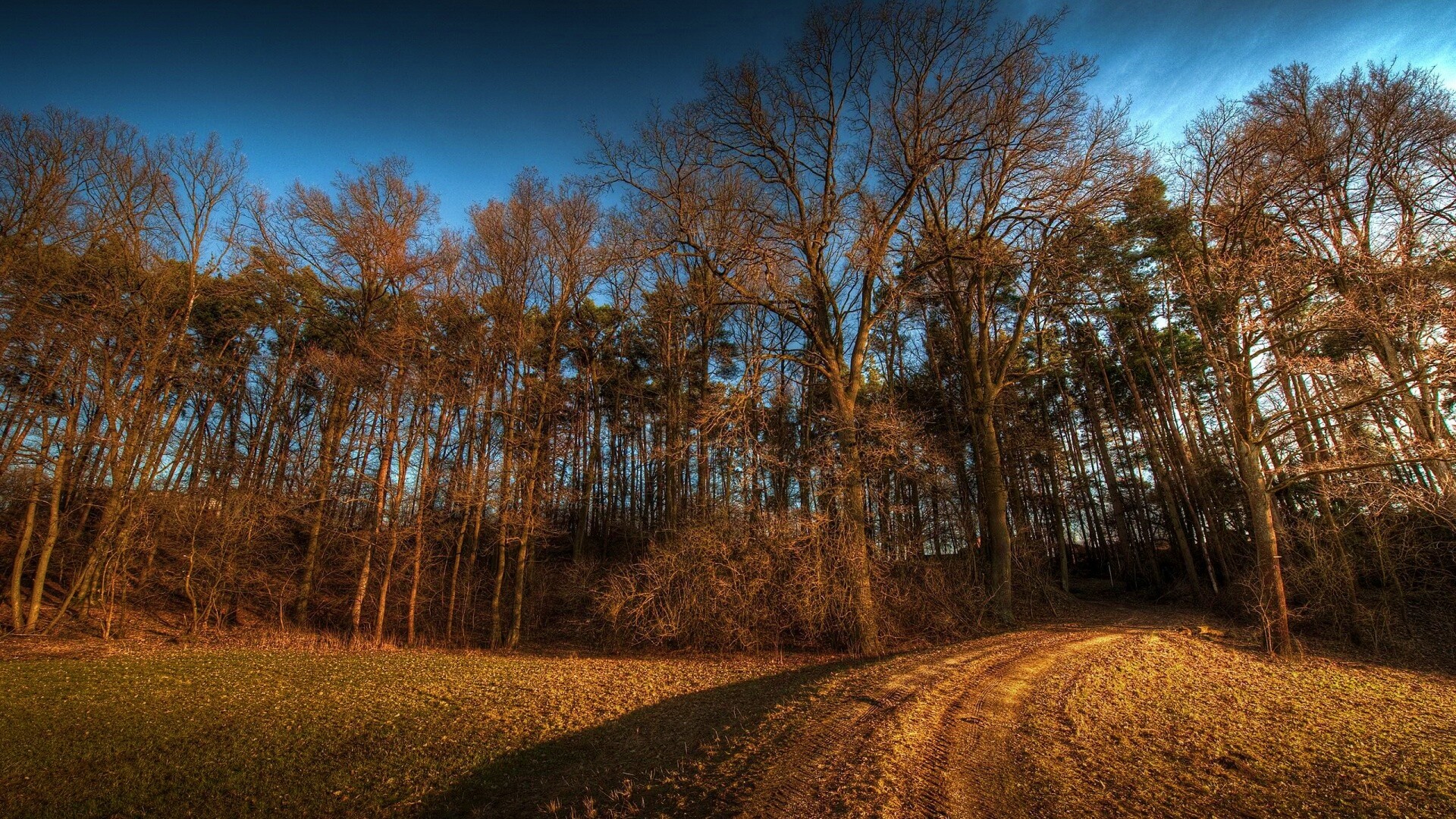 Дорога в лес обои