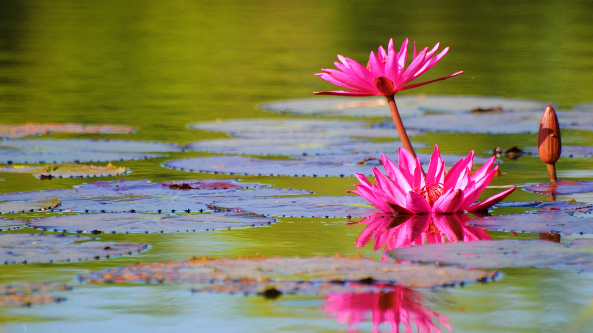 Цветущие кувшинки обои