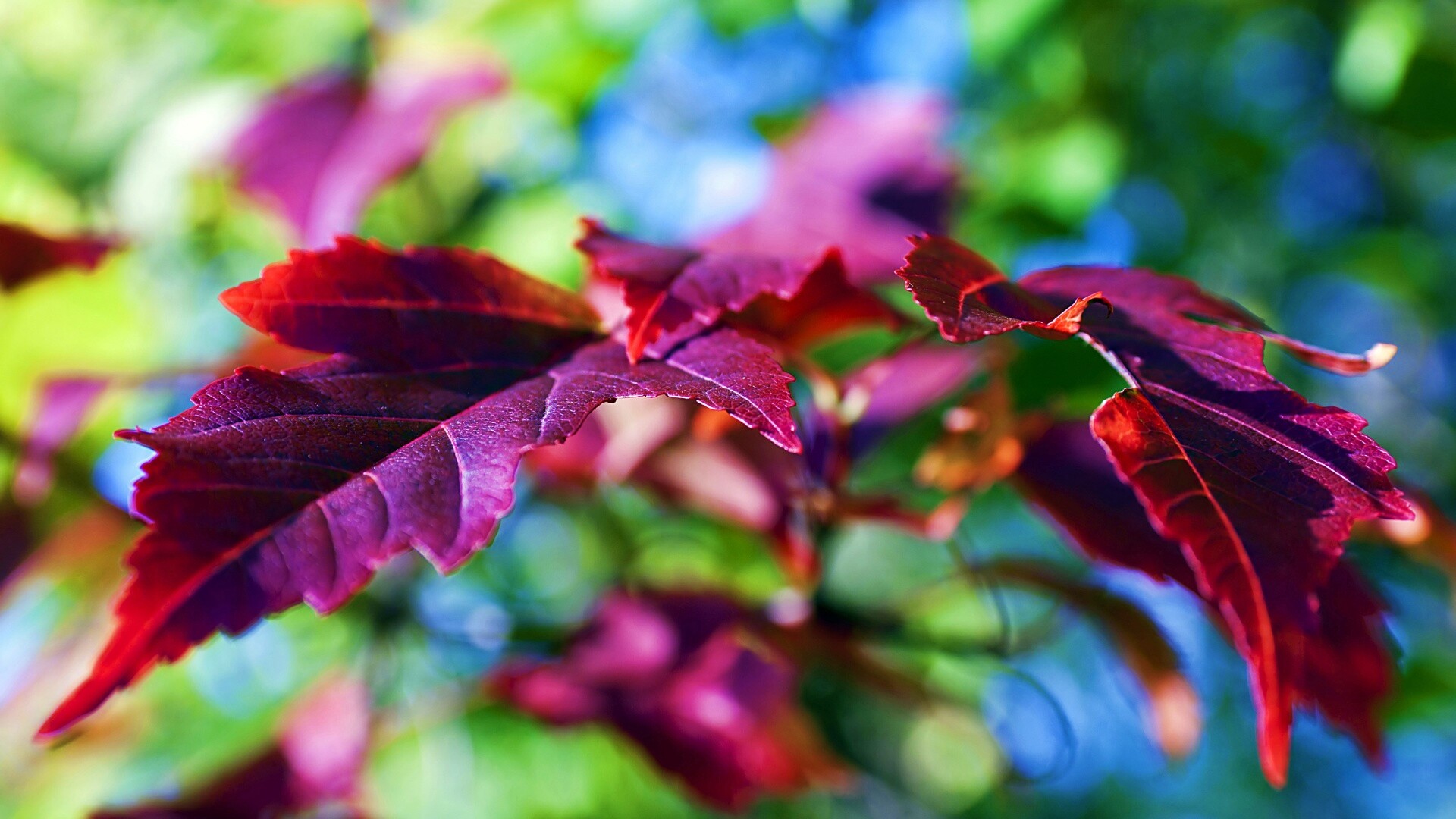 Красивые осенние листья в баговых цветах обои