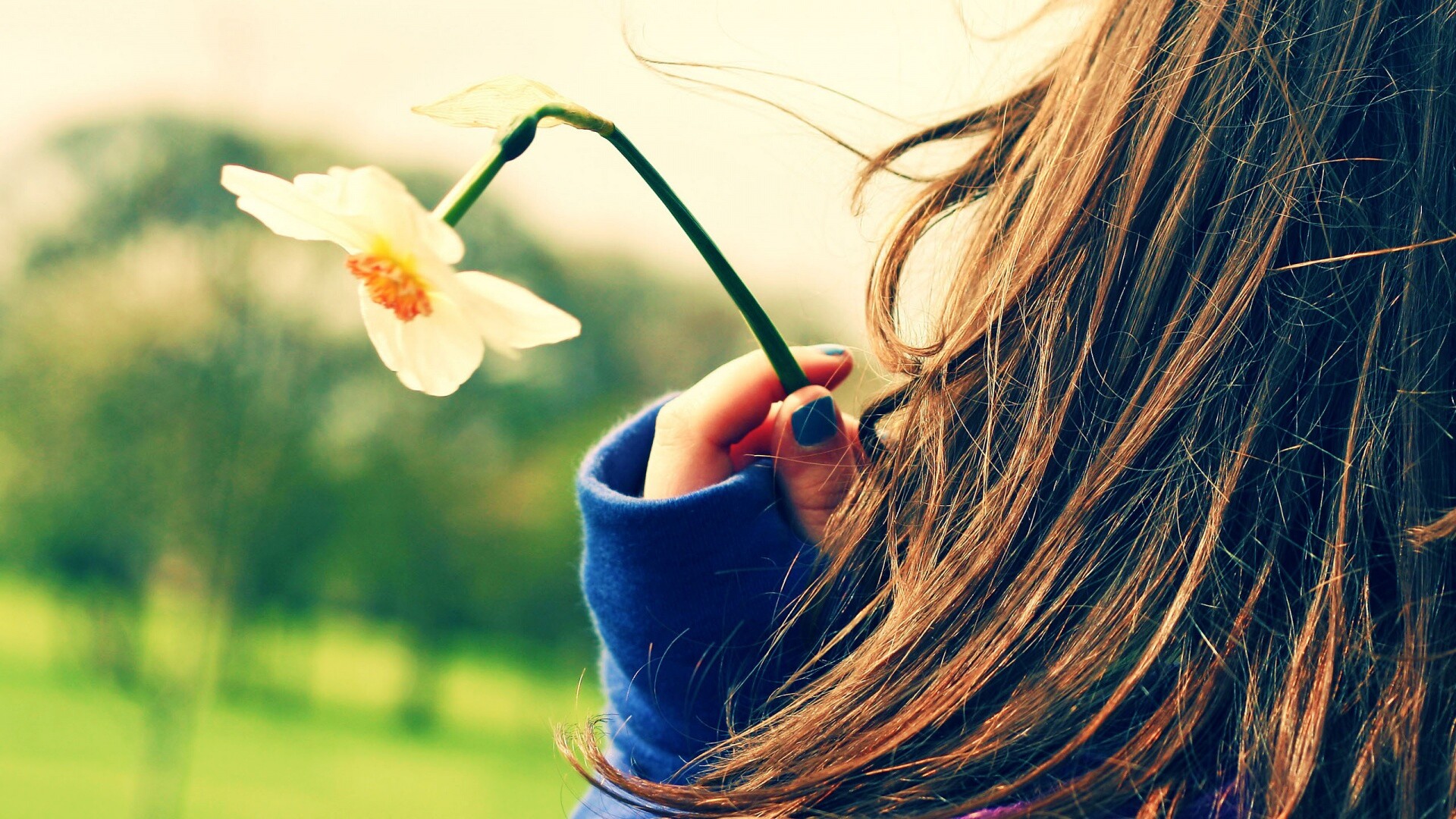 Девушка с нарциссом в руке обои